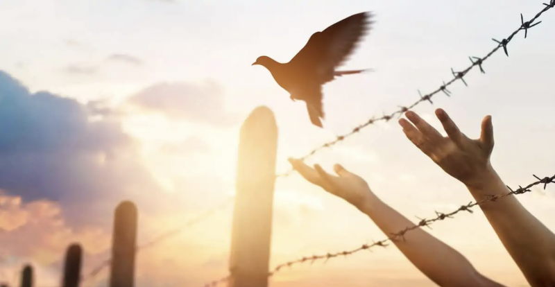 America Out Loud post thumbnail of bird being released in sunshine over barbed wire fence