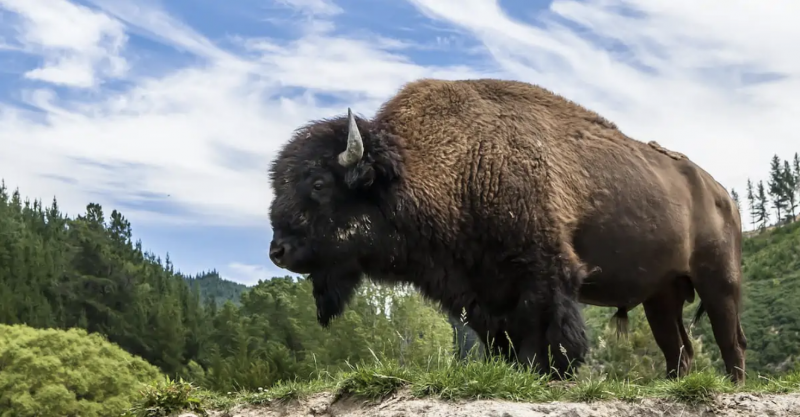 Image of a Buffalo